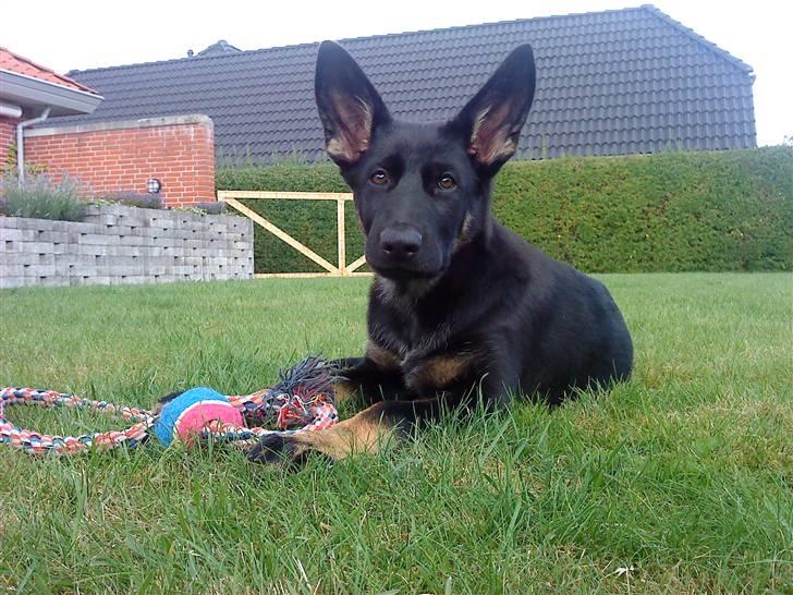 Schæferhund Skusterhuset's Dane - 13 uger - "Schhhh.... hørte du også træet der væltede i det østlige Rusland?" billede 15