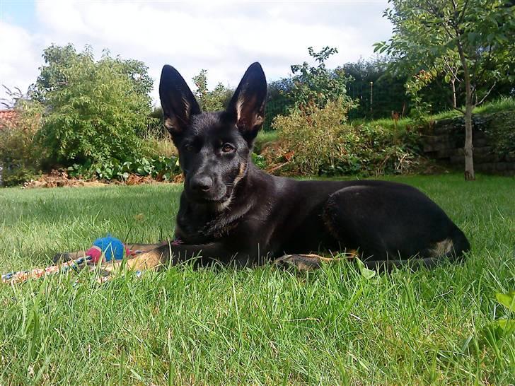 Schæferhund Skusterhuset's Dane - 13 uger - "Dumbo? - Du skal sgu ikke kalde mig Dumbo!" billede 16