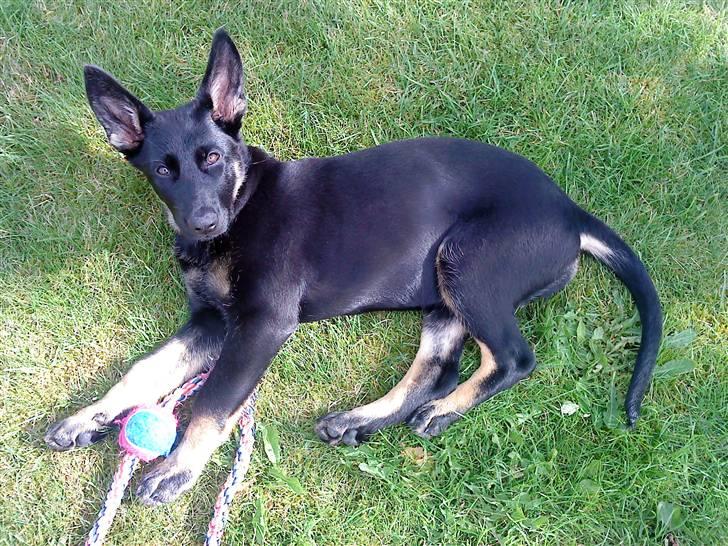 Schæferhund Skusterhuset's Dane - 13 uger billede 17