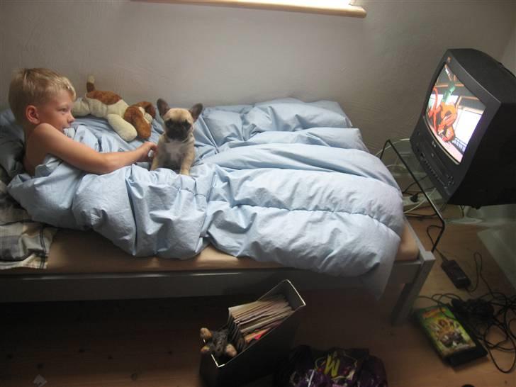 Fransk bulldog Karla - Første morgen hos Sander...og ja, jeg har tisset på dynebetrækket, derfor er det afmonteret...ups...:o) billede 1