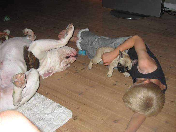 Fransk bulldog Karla - Får lige hjælp af min ejer Sander med at ordne ham Basil Bulldog der.... billede 3