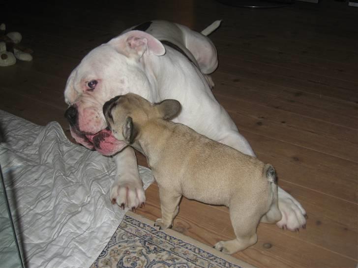 Fransk bulldog Karla - Fat i gummerne...dem kan jeg nå nemli´  ..;o) billede 5