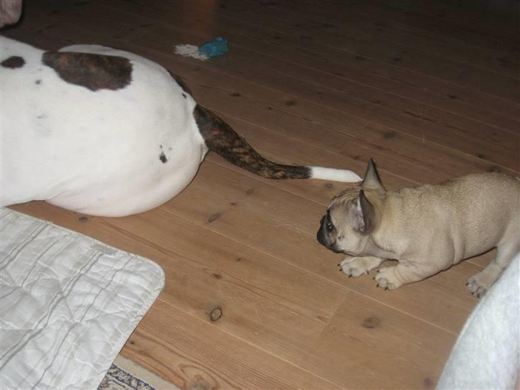 Fransk bulldog Karla - Hva´ er det for en underlig en du har der???...Nåååh, en hale.... billede 6