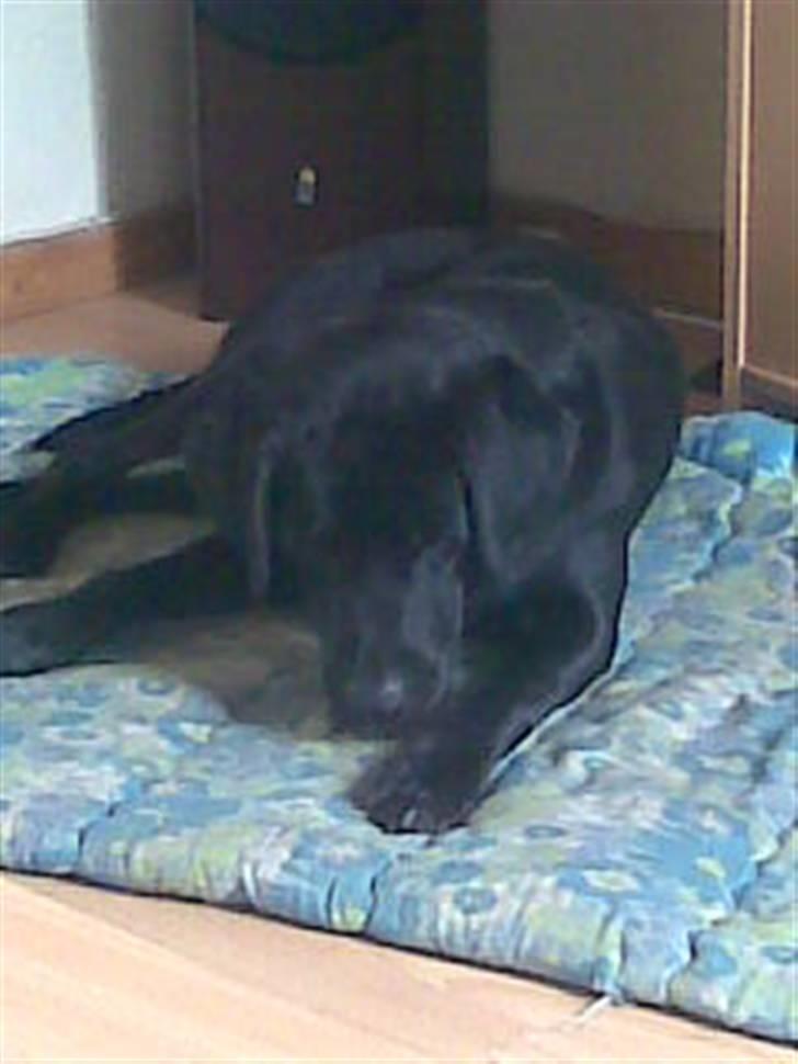 Labrador retriever Engbo's Max - Adr, der karvler en flue på mig. billede 6