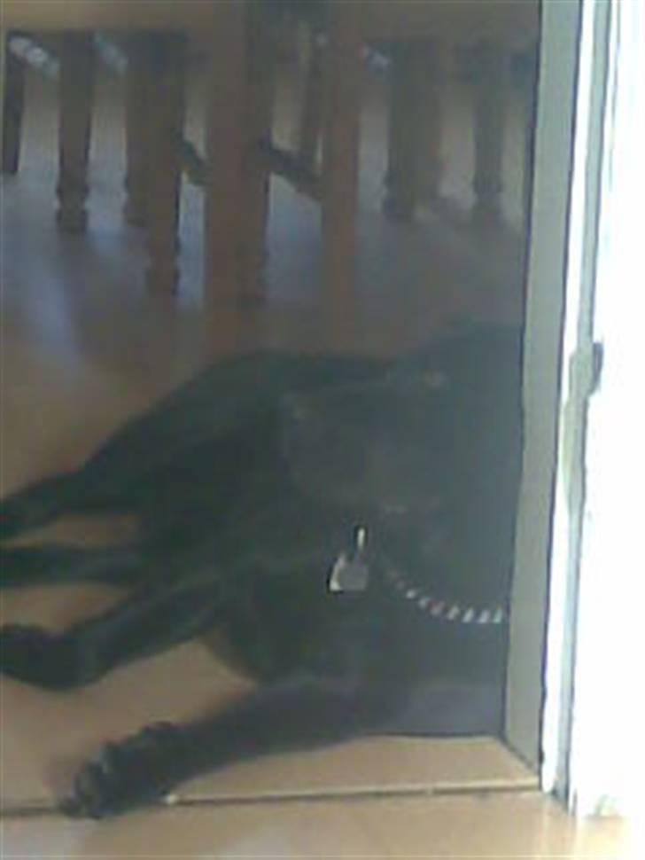 Labrador retriever Engbo's (Paw) Chester - Chester fandt lige rygstøtte i en dørkarm billede 6