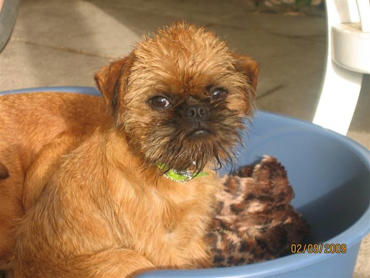 Griffon bruxellois Hulebo's Bella billede 11