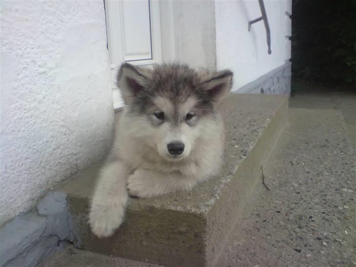 Alaskan malamute balto solgt billede 1