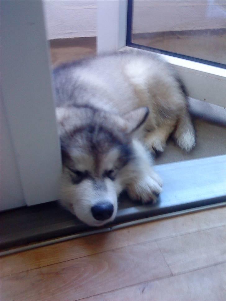 Alaskan malamute balto solgt billede 2