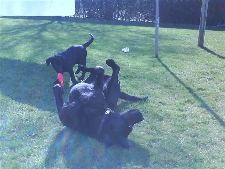 Blanding af racer rocco billede 4