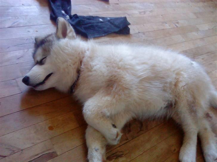 Alaskan malamute balto solgt billede 3