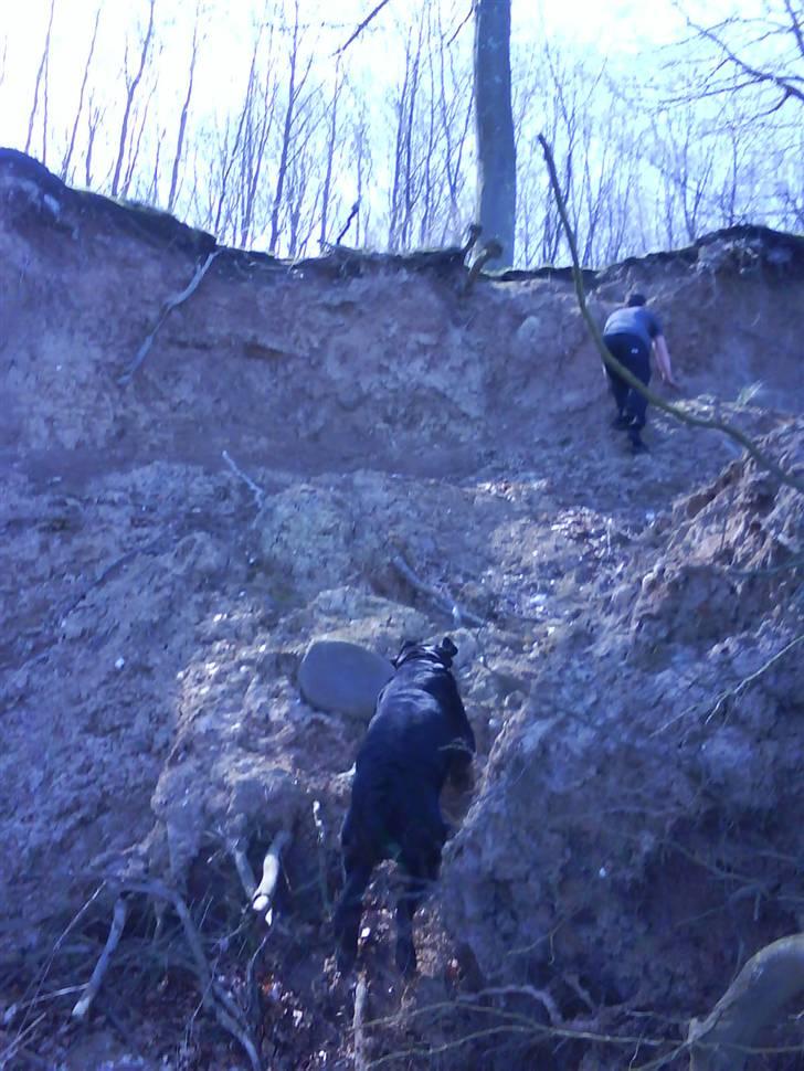 Blanding af racer rocco billede 5