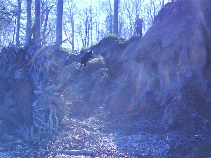 Blanding af racer rocco billede 6