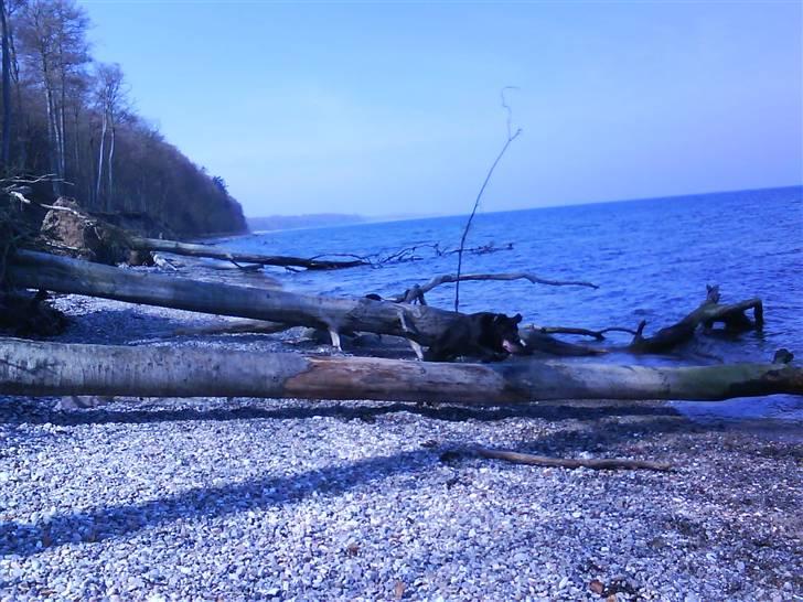 Blanding af racer rocco billede 7