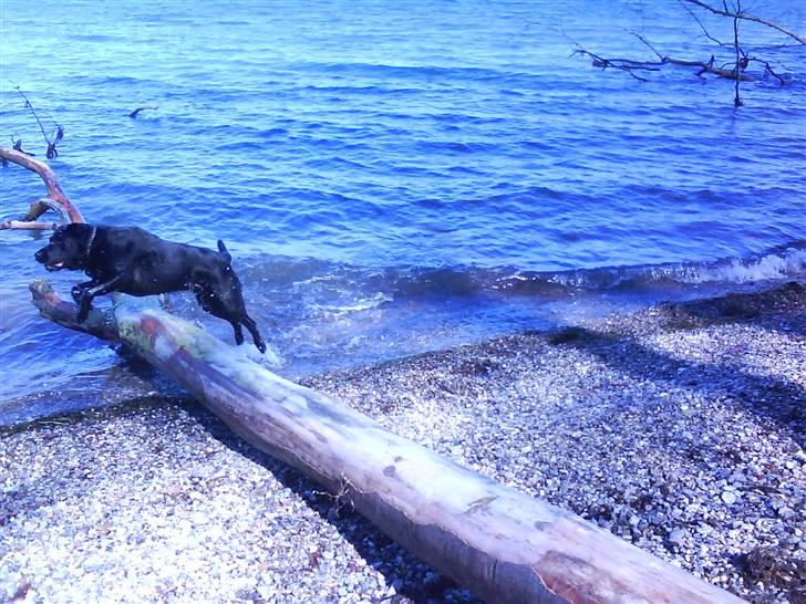 Blanding af racer rocco billede 8