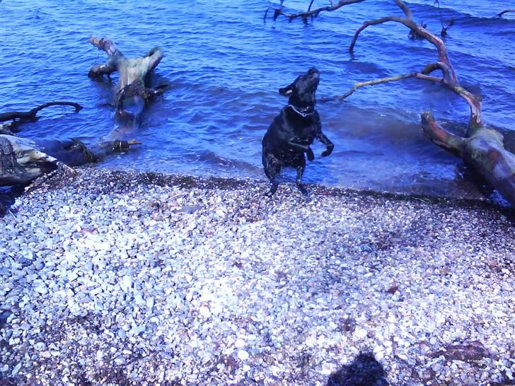 Blanding af racer rocco billede 9