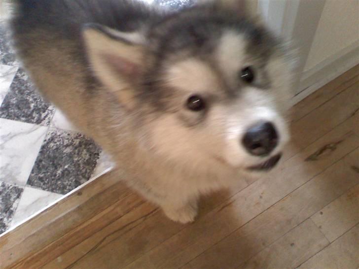 Alaskan malamute balto solgt billede 4