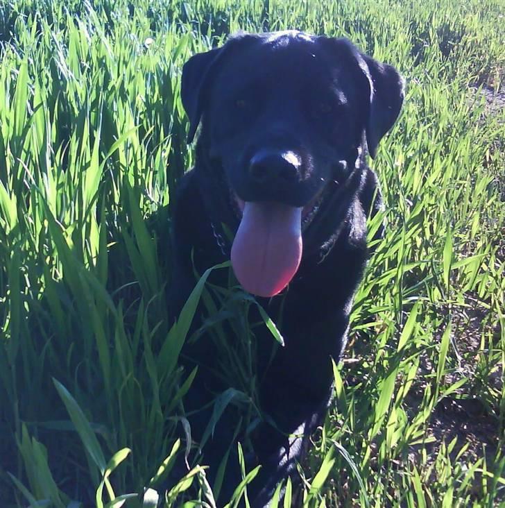 Blanding af racer rocco billede 10