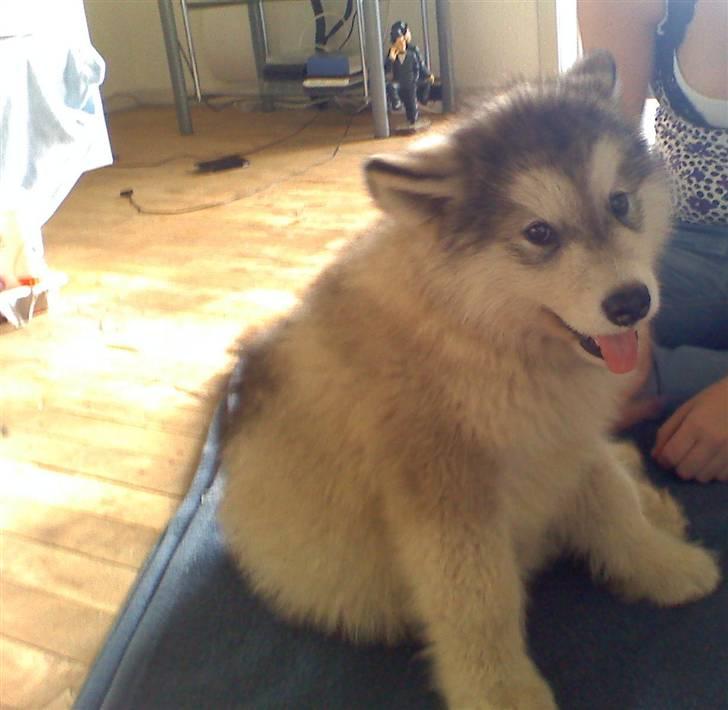 Alaskan malamute balto solgt billede 5