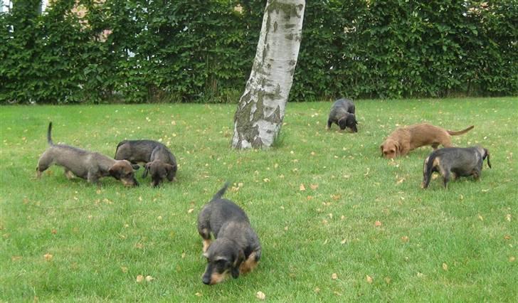 Gravhund DKBRCH(S)Toftekærets Dina billede 12