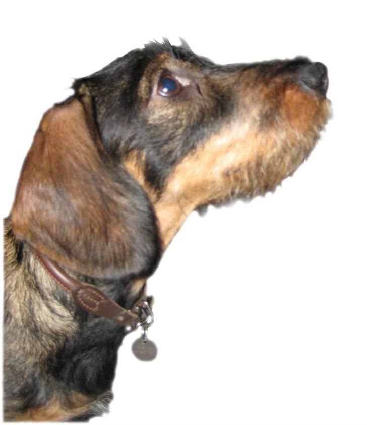 Gravhund DKBRCH(S)Toftekærets Dina billede 13