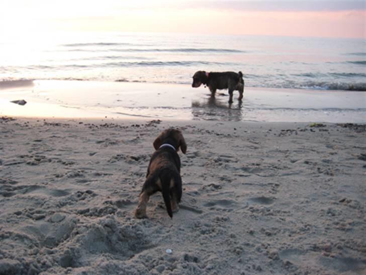 Gravhund DKBRCH(S)Toftekærets Dina billede 14