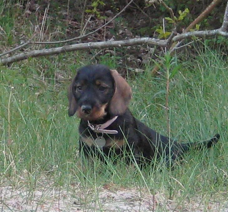 Gravhund DKBRCH(S)Toftekærets Dina billede 15