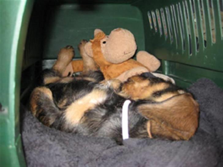 Gravhund DKBRCH(S)Toftekærets Dina billede 16