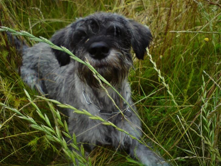 Riesenschnauzer GD Fleur Felizia billede 7