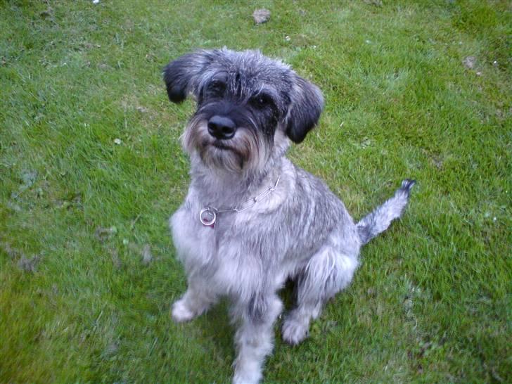 Riesenschnauzer GD Fleur Felizia billede 8