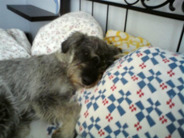 Riesenschnauzer GD Fleur Felizia - Ja, en gang imellem skal der være plads til at putte i sengen :) billede 9