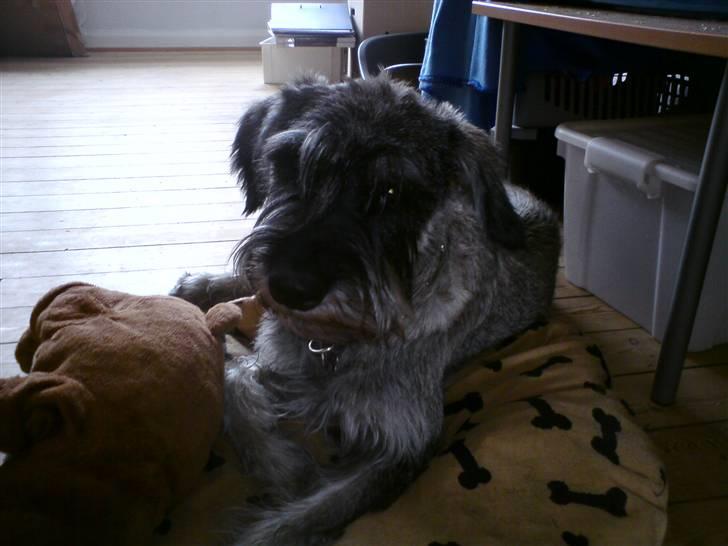 Riesenschnauzer GD Fleur Felizia - Hun er da dejlig..! billede 10