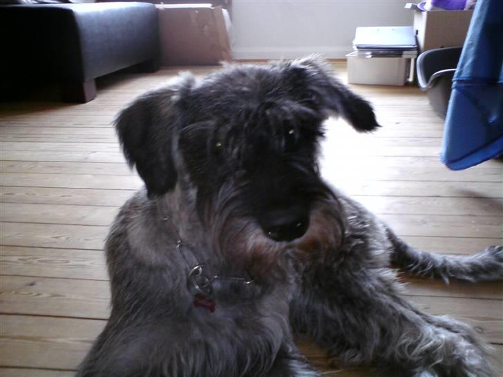 Riesenschnauzer GD Fleur Felizia billede 11