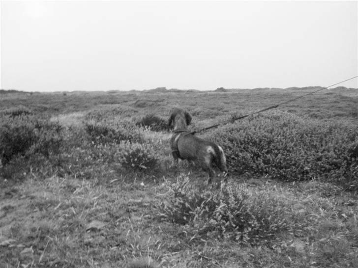 Gravhund DKBRCH(S)Toftekærets Dina billede 17