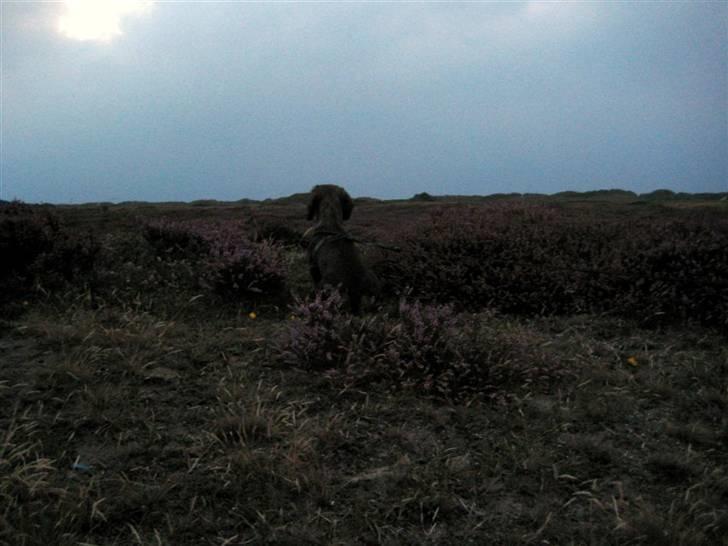 Gravhund DKBRCH(S)Toftekærets Dina billede 18