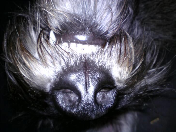 Riesenschnauzer GD Fleur Felizia - Close-up billede 12