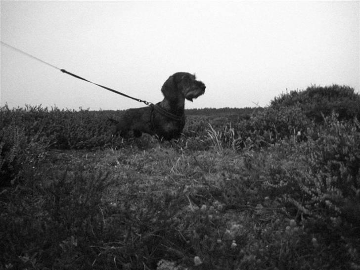 Gravhund DKBRCH(S)Toftekærets Dina billede 19