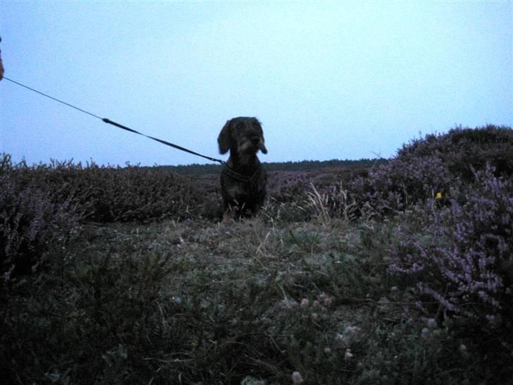 Gravhund DKBRCH(S)Toftekærets Dina billede 20