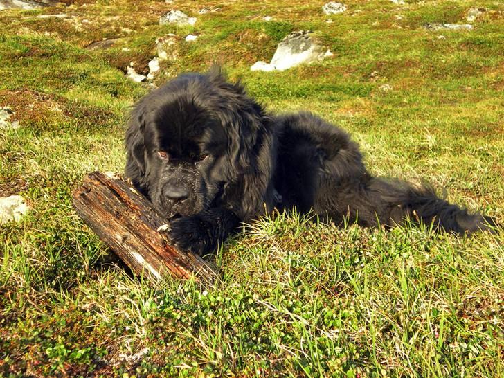 Newfoundlænder Samson billede 1