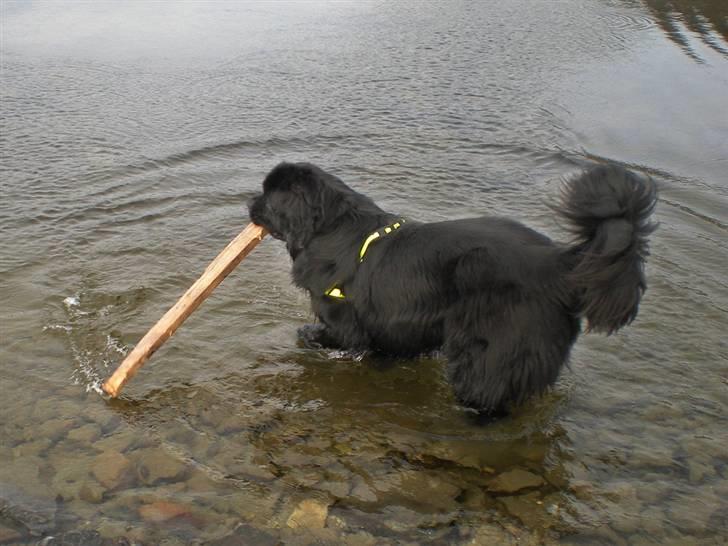 Newfoundlænder Samson billede 2