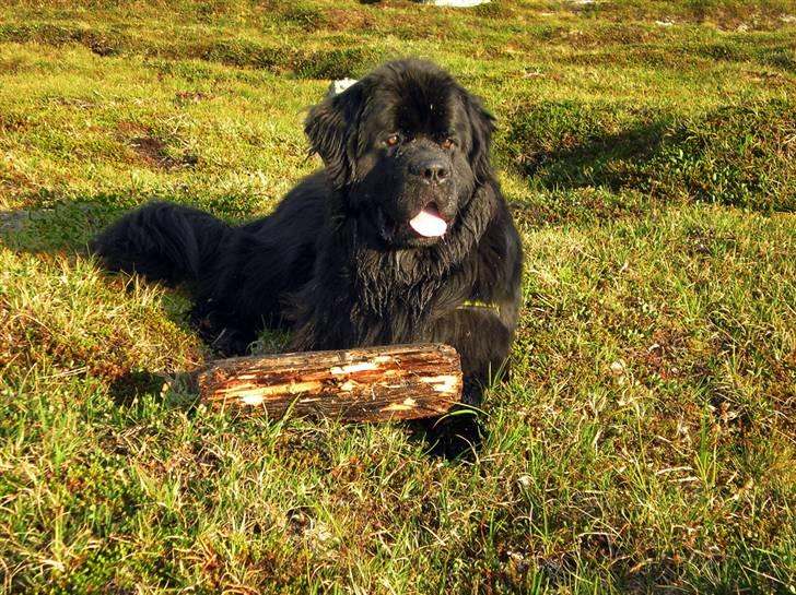 Newfoundlænder Samson billede 3