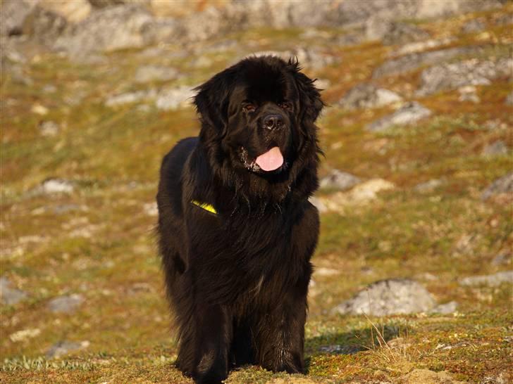 Newfoundlænder Samson billede 4