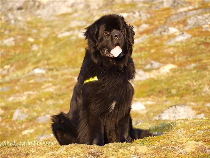 Newfoundlænder Samson billede 5