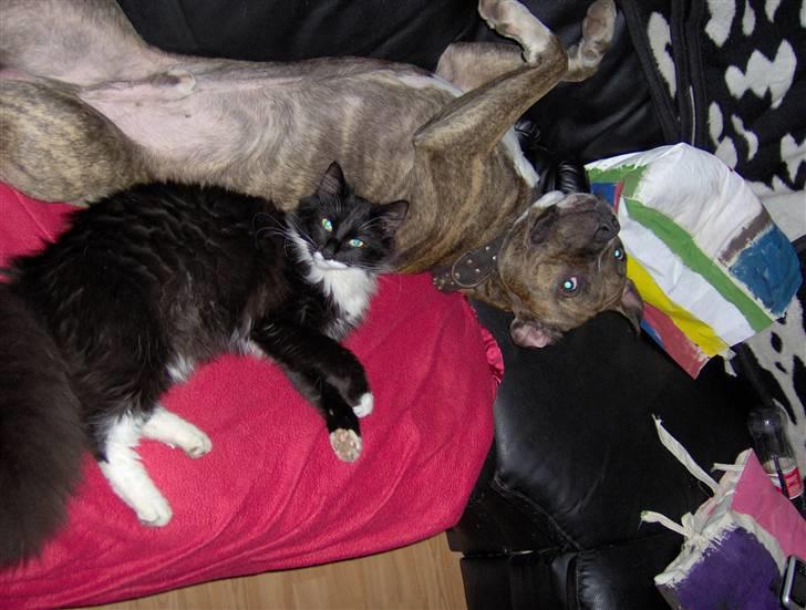 Amerikansk staffordshire terrier cujo - cujo med vores kat billede 1