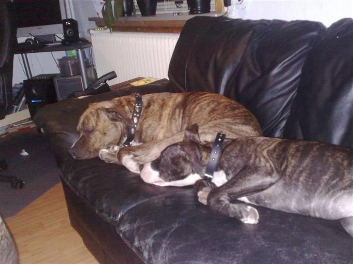 Amerikansk staffordshire terrier cujo - cujo med sin kone gizmo billede 2