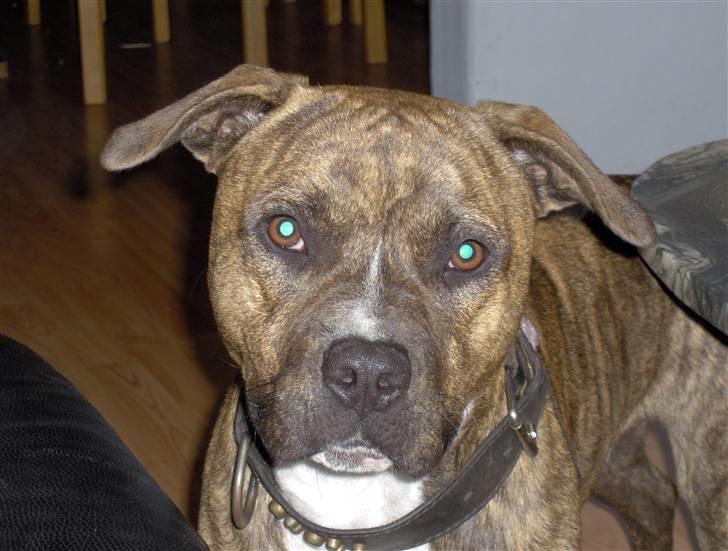 Amerikansk staffordshire terrier cujo billede 3