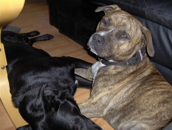 Amerikansk staffordshire terrier cujo - cujo med arto  billede 4