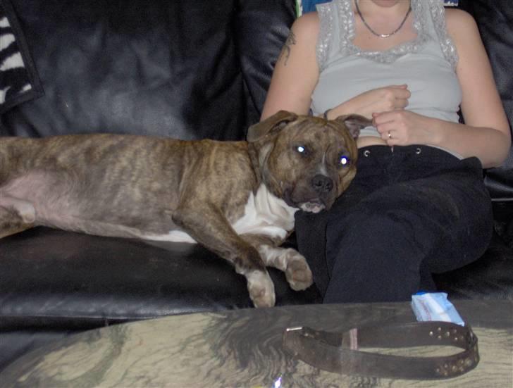 Amerikansk staffordshire terrier cujo - jeg elsker at ligge her ved min mor billede 5