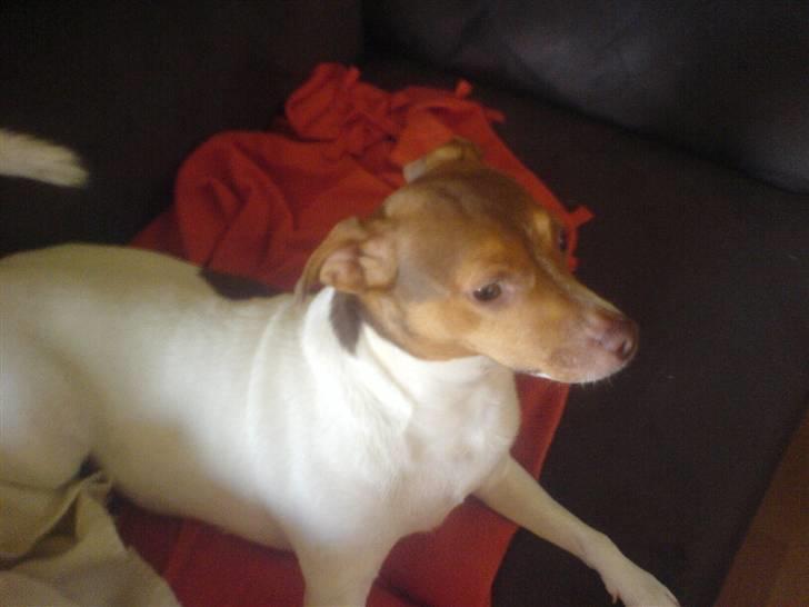 Dansk svensk gaardhund Tigga - *30/12-15* billede 10