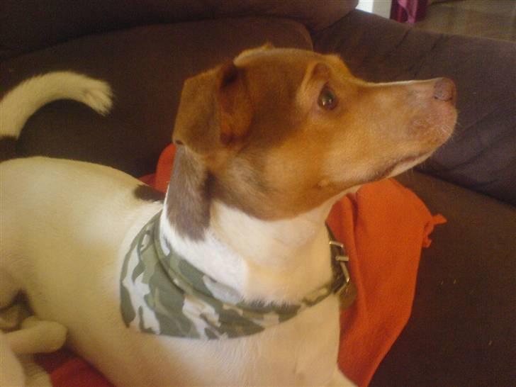 Dansk svensk gaardhund Tigga - *30/12-15* billede 11