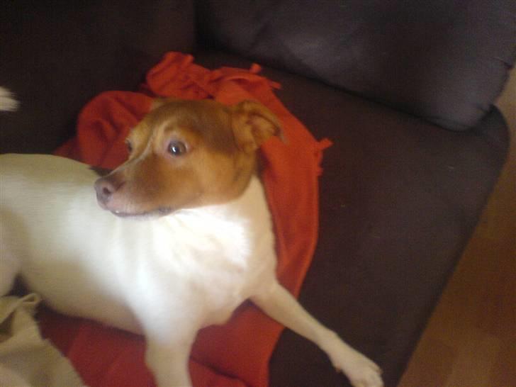 Dansk svensk gaardhund Tigga - *30/12-15* billede 12